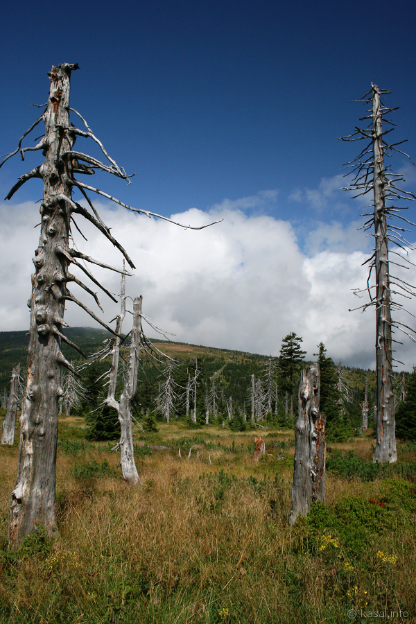 Dead trees