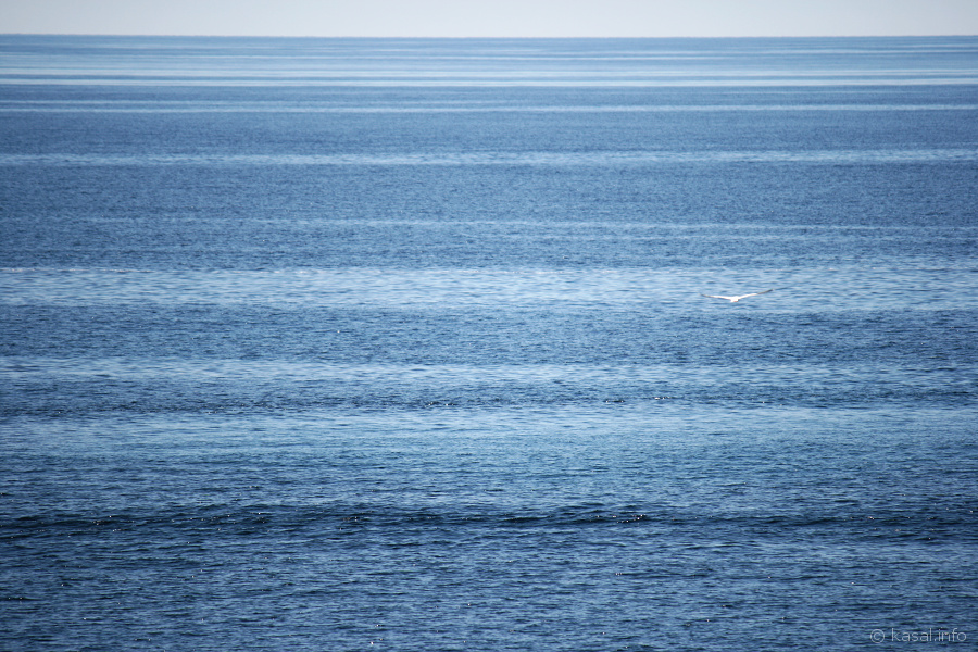 Big blue sea with seagull