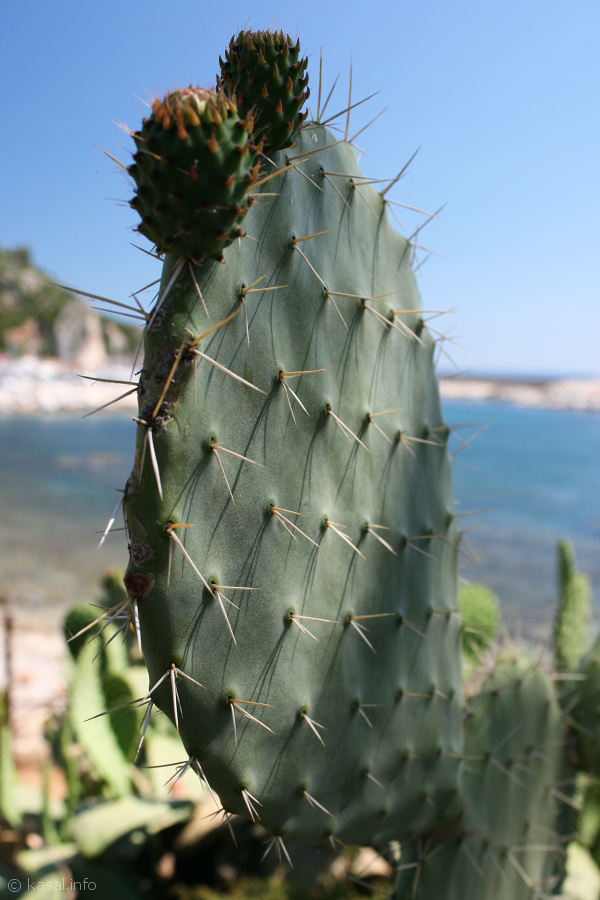 Opuntia with sea