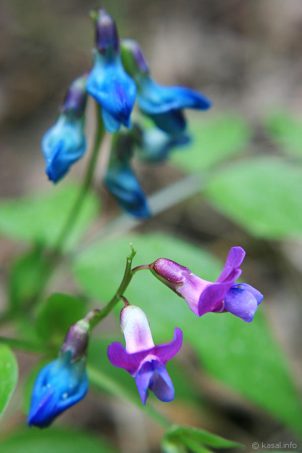 Forest flowers