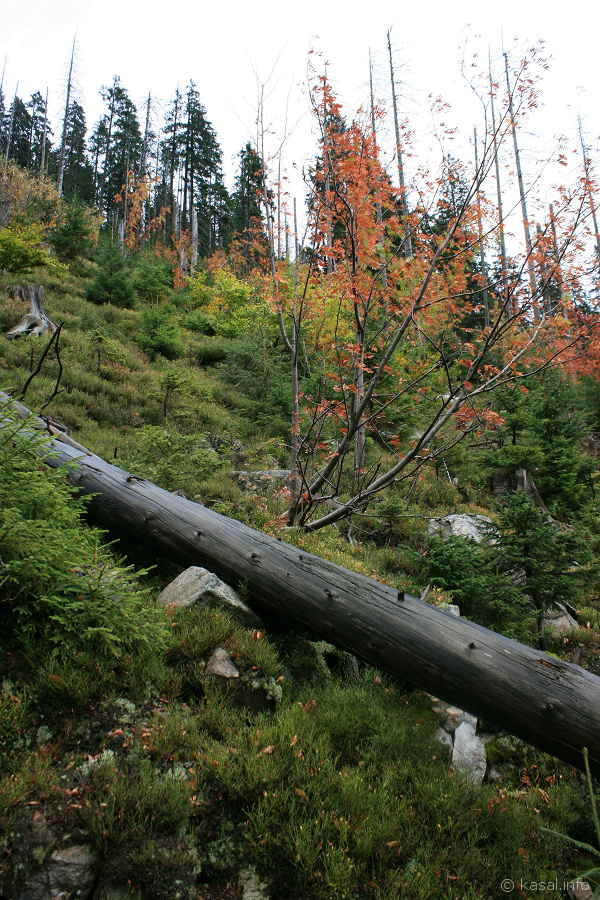 Autumn's forest