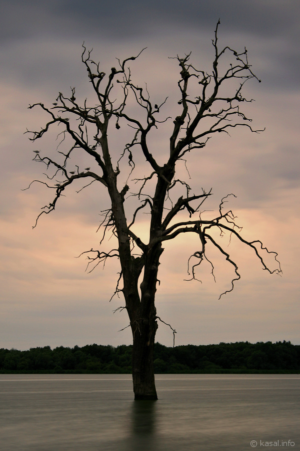 Last tree standing