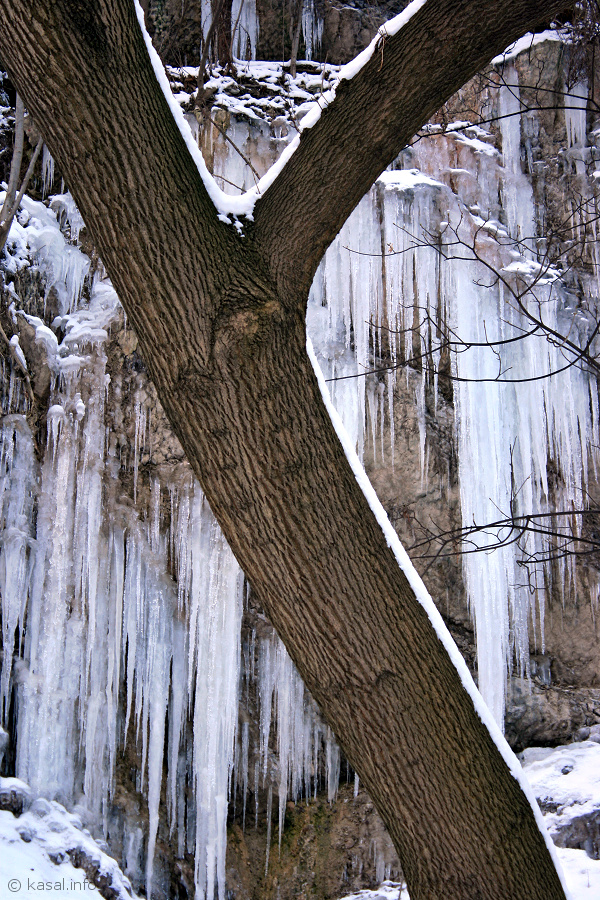 Tree with icefall