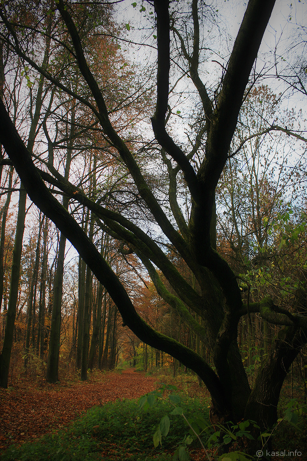 Dreamy autumn way