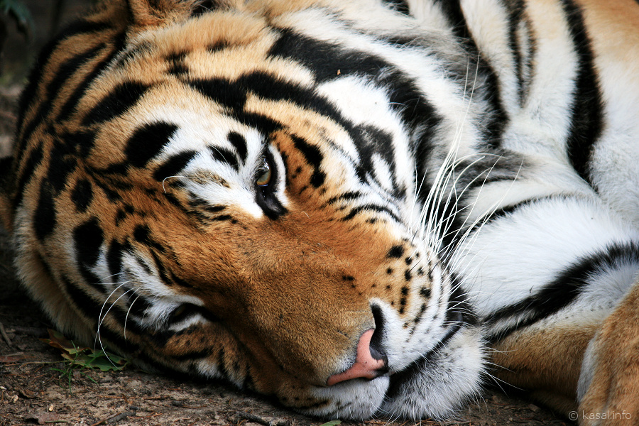 Sleepy tiger