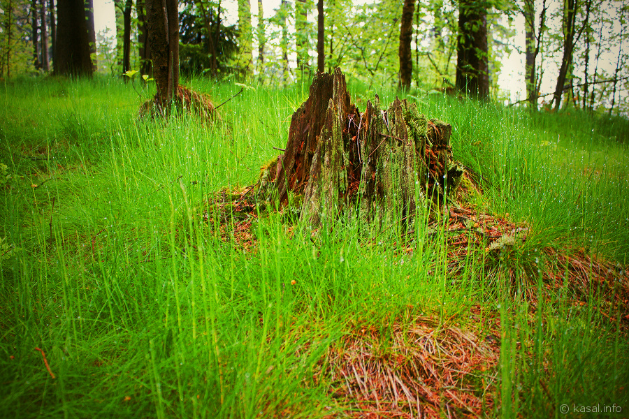 Stump in green grass