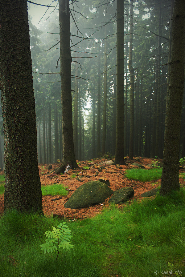 Misty forest