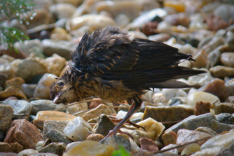 Strange bird