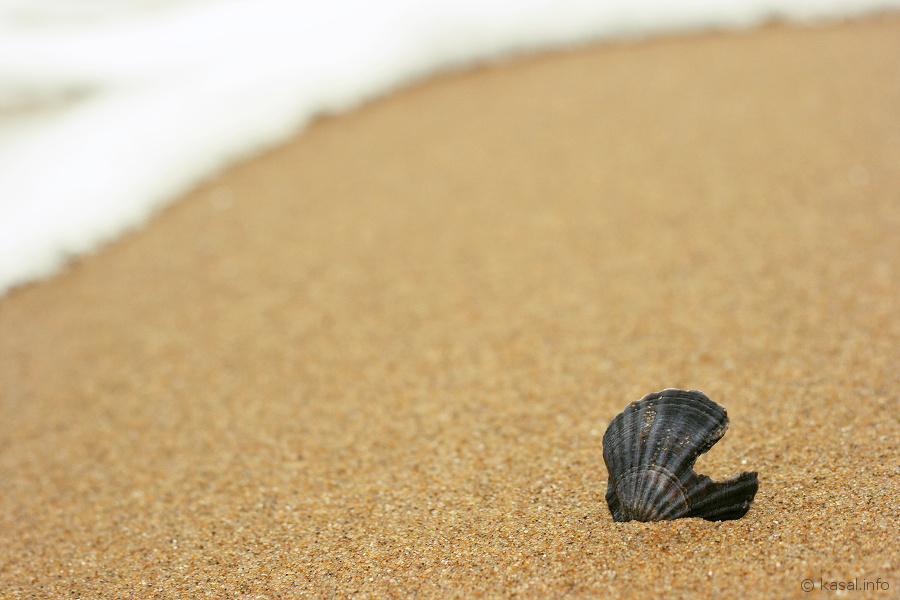 Seashell