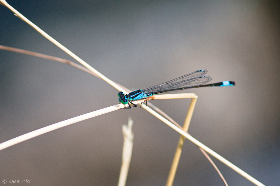 Dragonfly