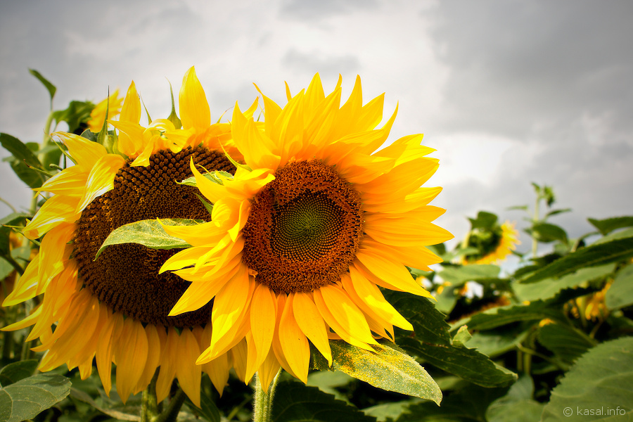Sunflower