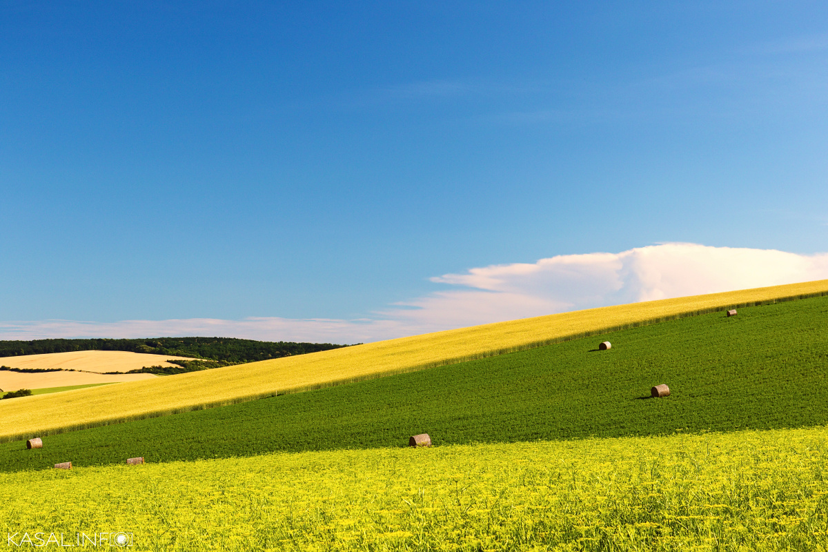 Moravian fields