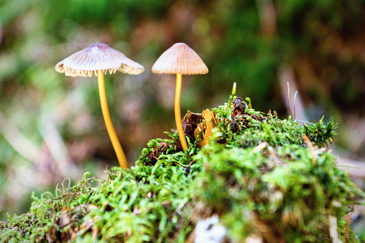 Little mushrooms