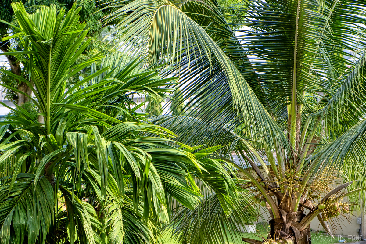 Fresh palm trees