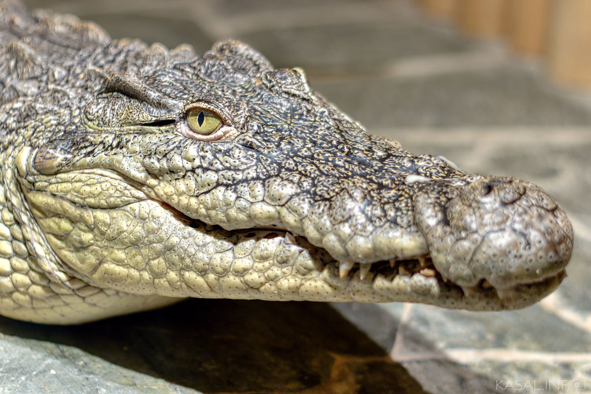 Danger crocodile