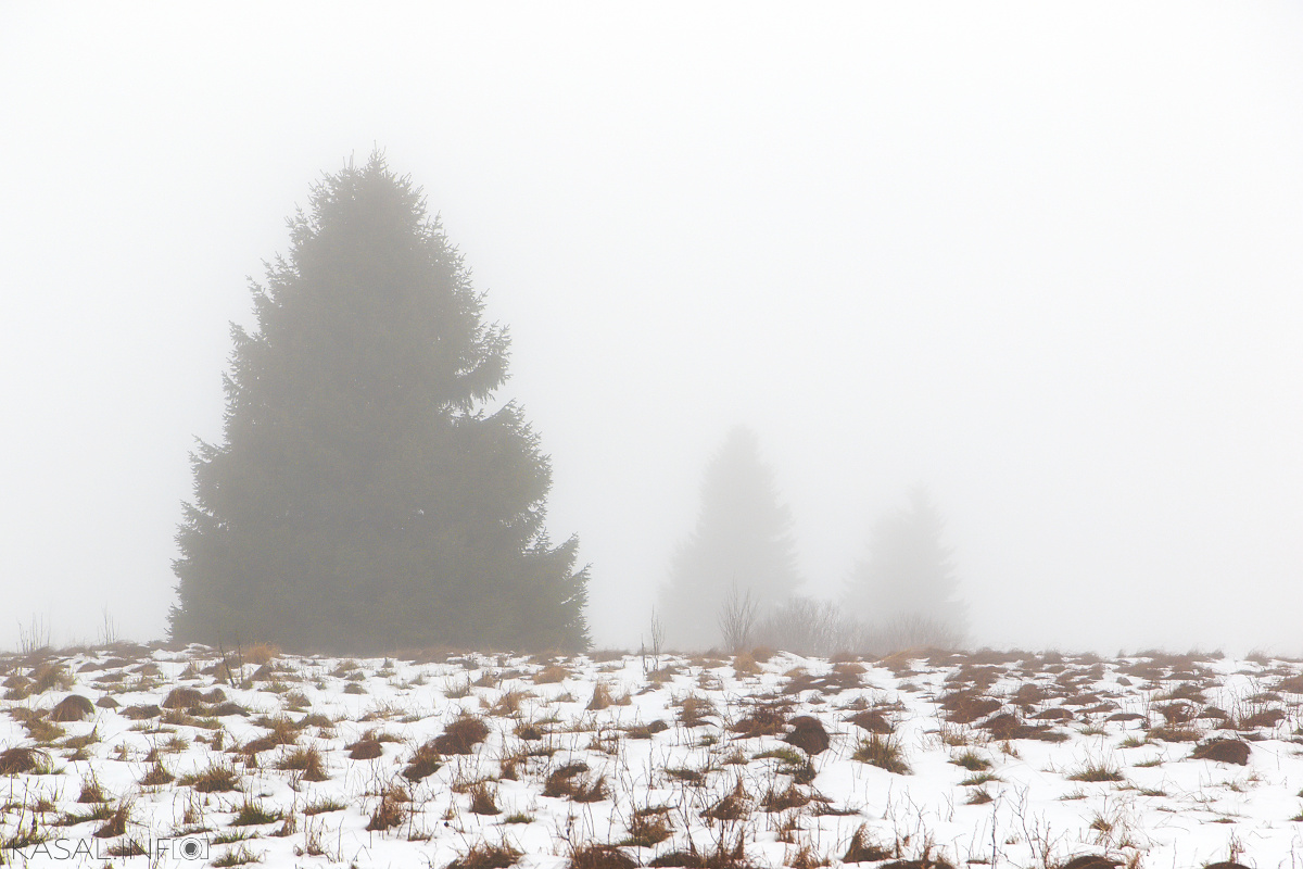 Three tree in the mist