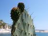 Opuntia with sea