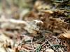 Pine needles