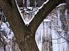 Tree with icefall