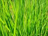 Greenish grass
