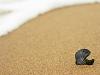 Seashell