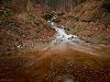 Forest stream