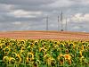Electricity pylons with sunflowers