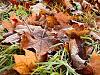 Frost