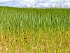 Young field