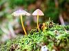 Little mushrooms