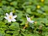 Spring flowers