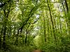 Through the green forest