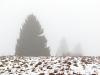 Three tree in the mist